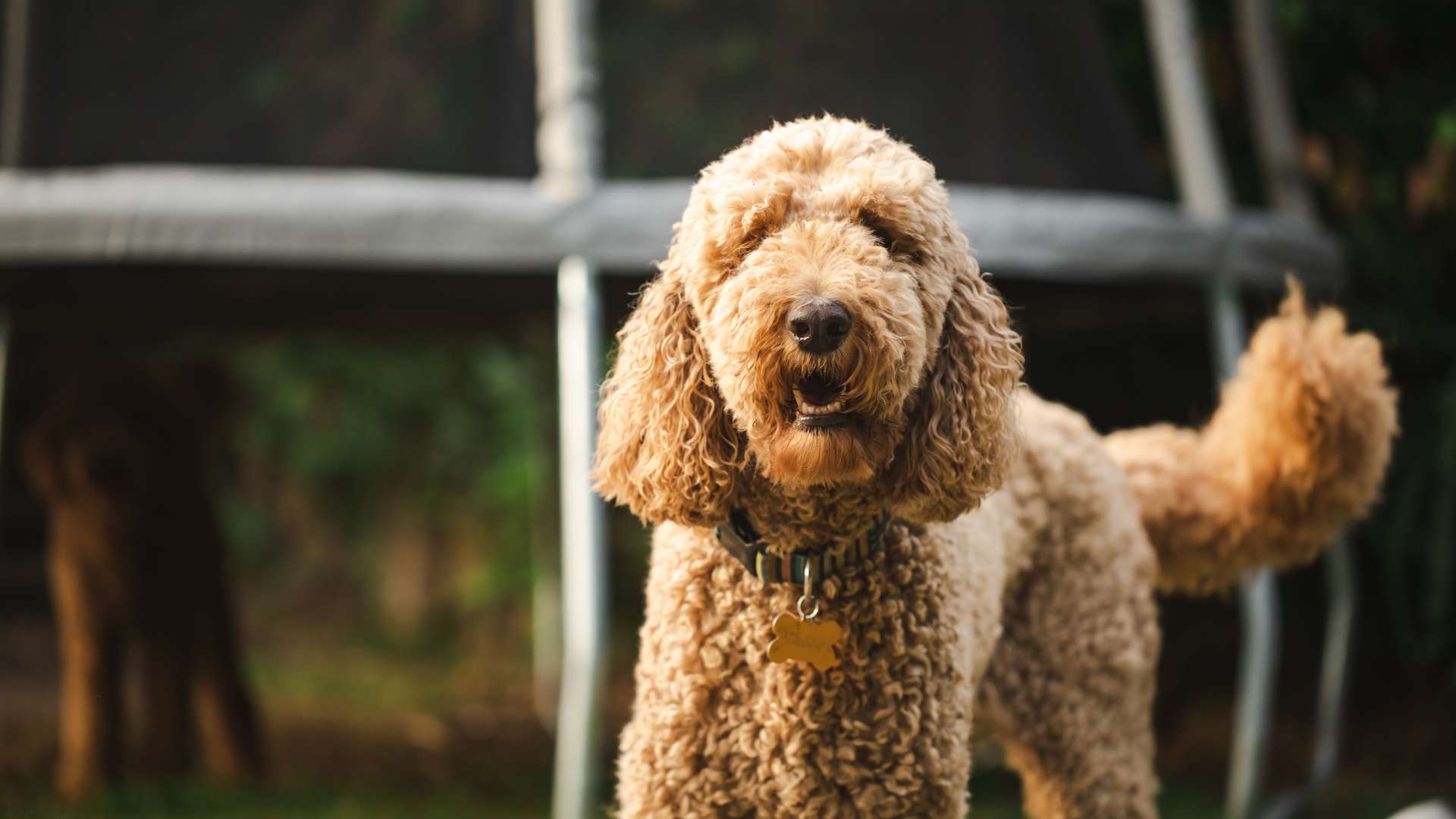 Discovering Curly Hair Dog Breeds: Health, Grooming, and Traits Guide